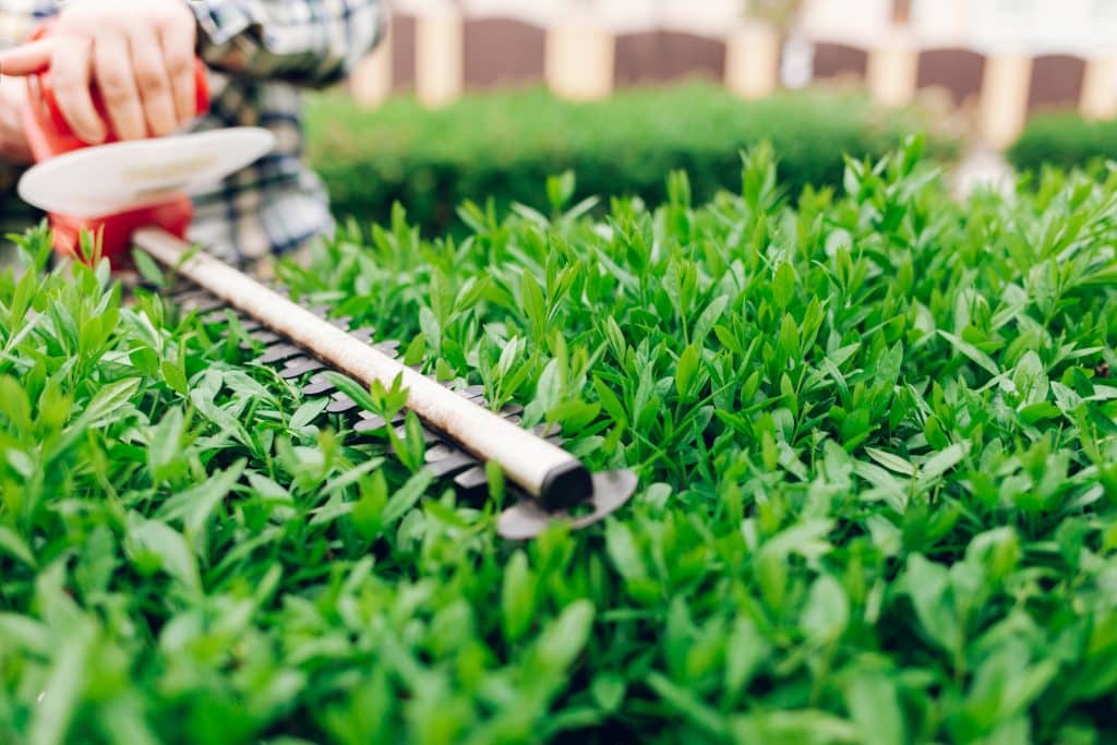 cutting,a,shrub,with,an,electric,brush,cutter