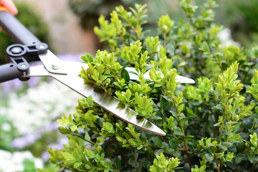 pruning,,trimming,buxus,,boxwood,shrubs,with,hedge,shears.,cutting,off