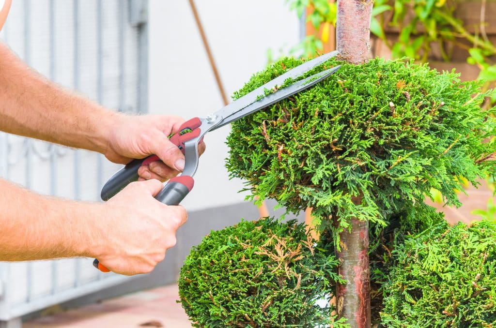 thuja taille cedre haie shutterstock 319716251