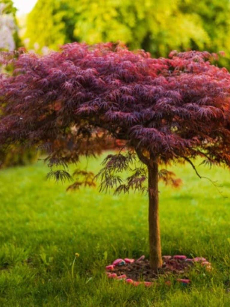 acer palmatum