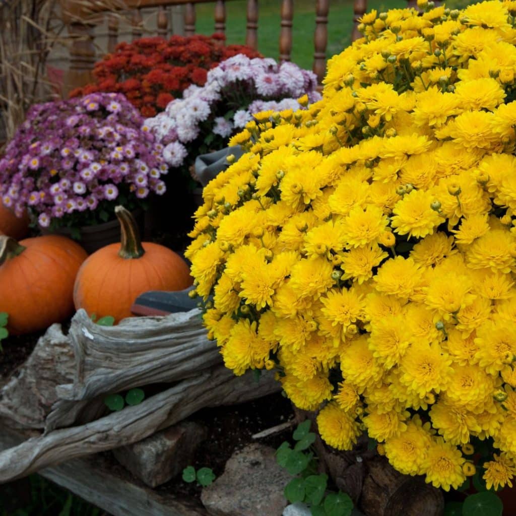 jardin automnejd