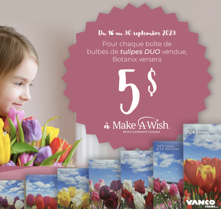 bulbes tulipes rêves d'enfants