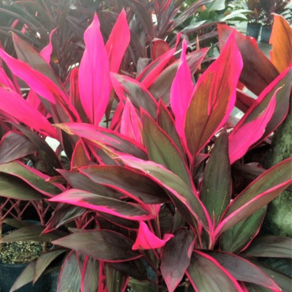 00005203d cordyline red sister 10po 01.png