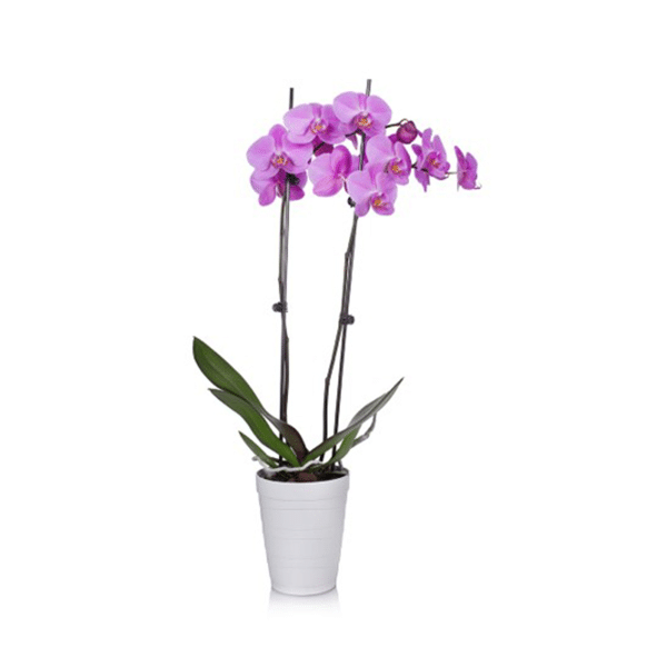 00005493d phalaenopsis pot ceramique 5po 01.png