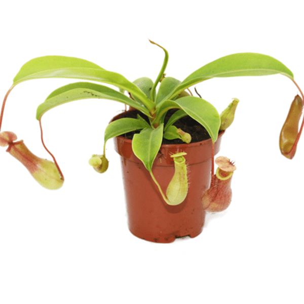 00005928 plante carnivore nepenthes 3.25po 01.png