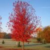 00006539d acer free. autumn blaze test.jpg