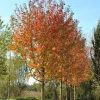 00006683d acer free. autumn blaze test 01.jpg