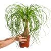 00007516 beaucarnea souche 02.jpg