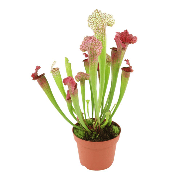 00007913 plante carnivore sarracenia 3.25 01po.png