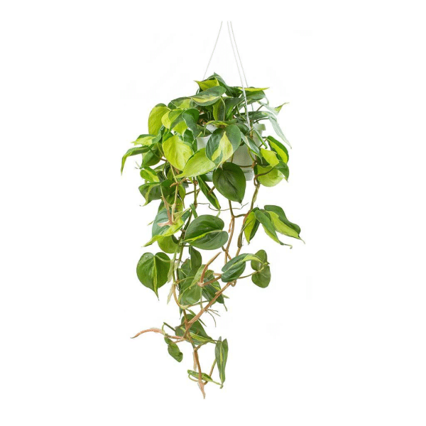 00008906d philodendron brazil 6po 01.png