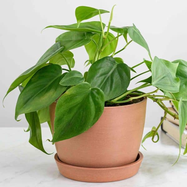 00009556d philodendron 01.jpg