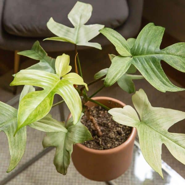 00020495 philodendron florida ghost 01.jpg