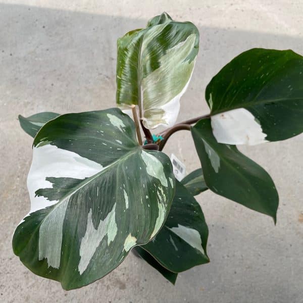 00020500 philodendron white knight 01.jpg