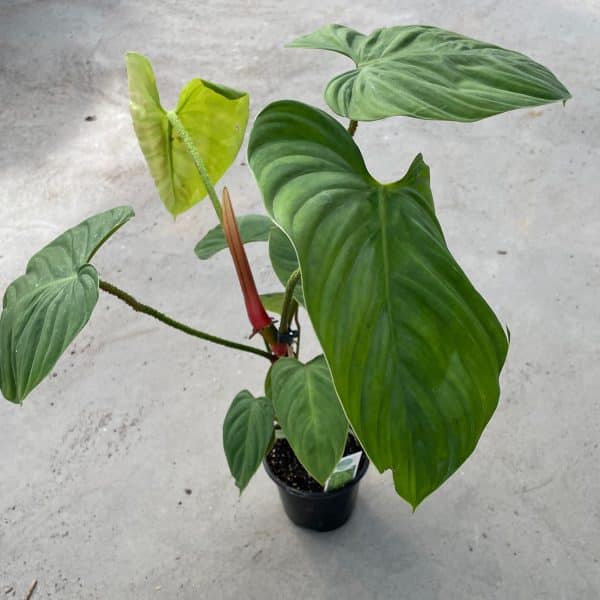 00020718 philodendron fuzzy petiole 01.jpg