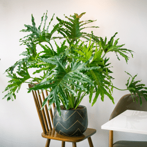 004g04 philodendron a port erige 01.png