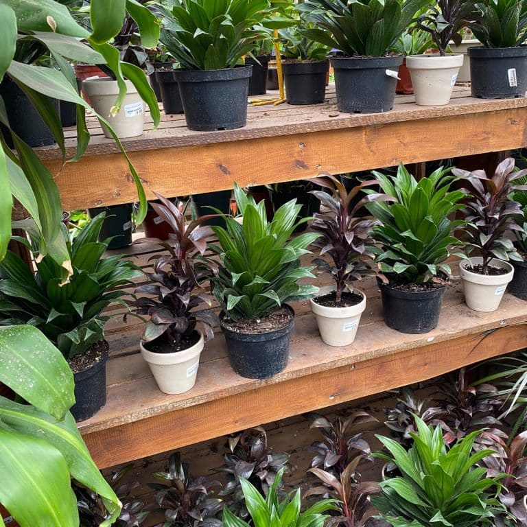 004g19 dracaena janet craig 01.jpg
