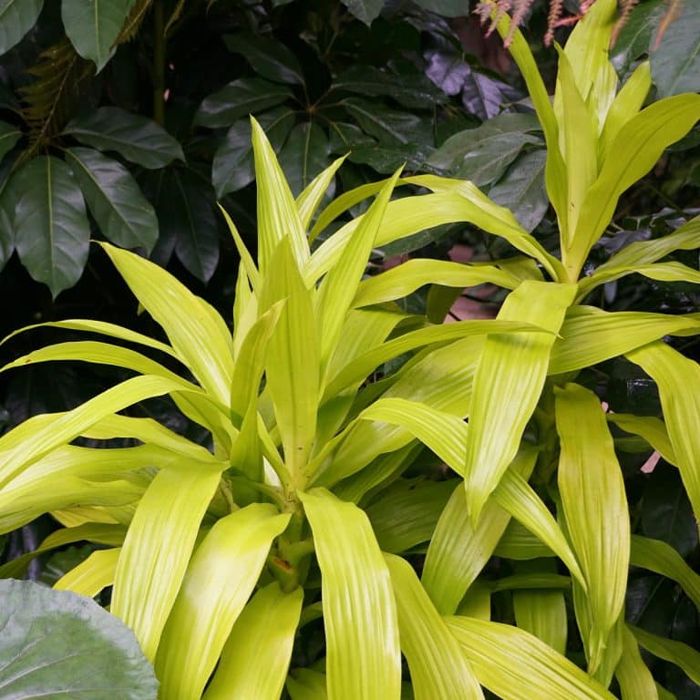 004g20 dracaena limelight 01.jpg