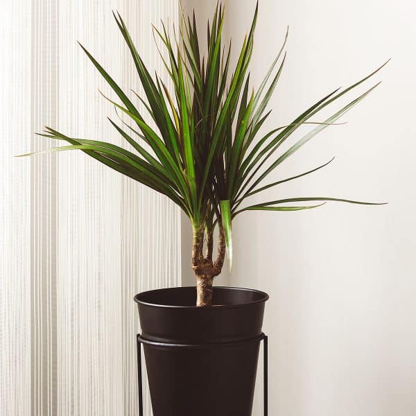 004g21 dracaena marginata 01.jpg