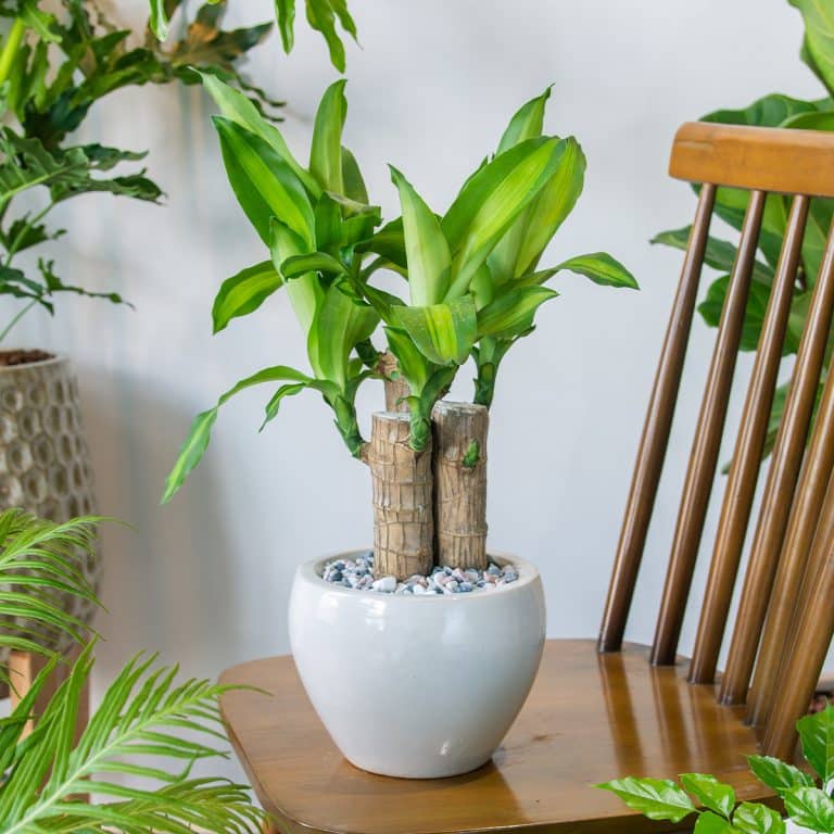 004g22 dracaena massangeana 01.jpg