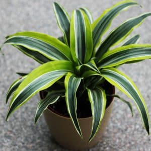 004g24 dracaena warneckii 01.jpg