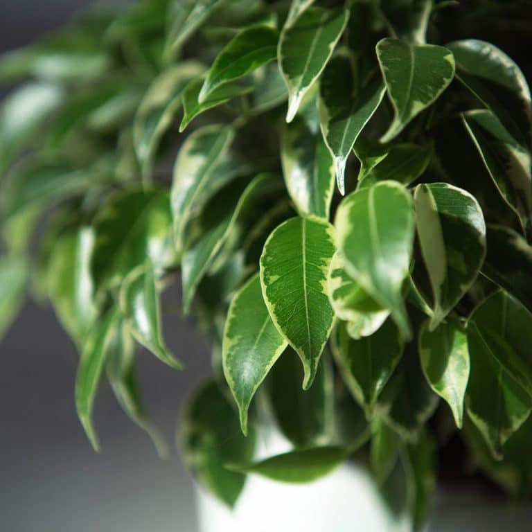 004g27 ficus benjamina 01.jpg