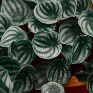 004g39 peperomia 01.jpg