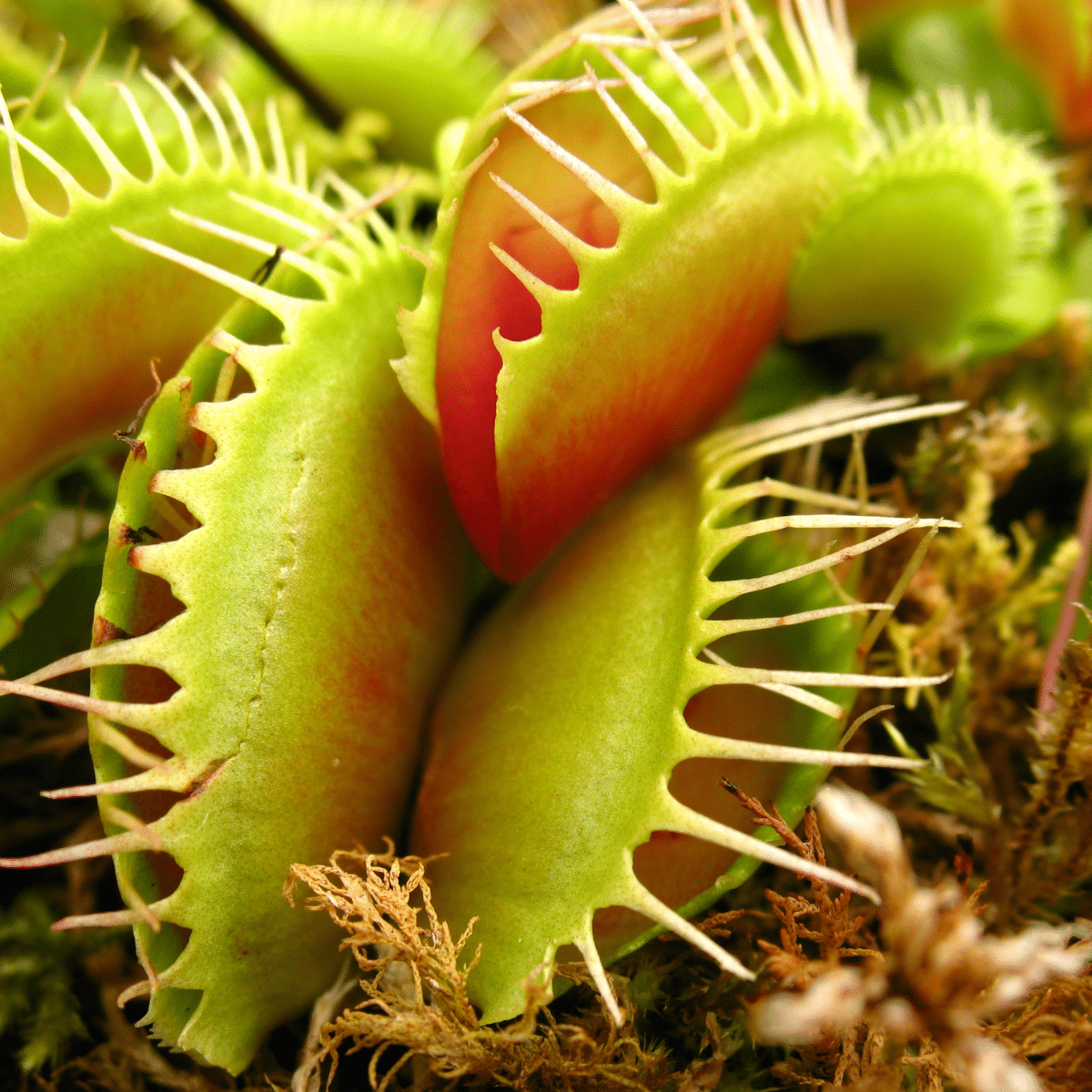 Dionée : plante carnivore attrape-mouche