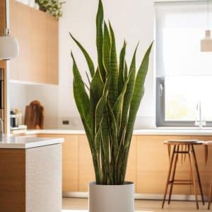 004g42 sansevieria 01.jpg