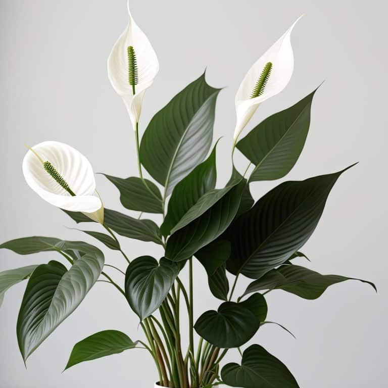 004g43 spathiphyllum 01.jpg