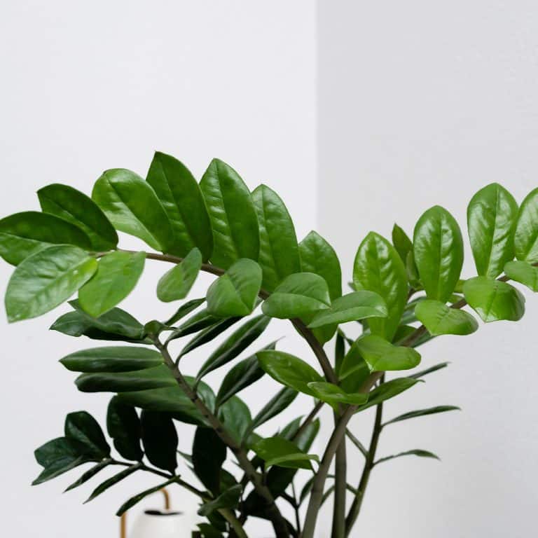 004g49 zamioculcas zamiifolia 01.jpg