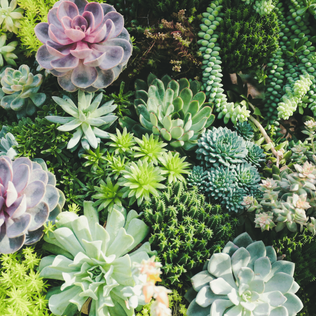 004g61 plante succulente 01.png