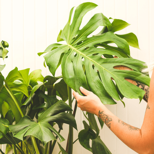 004g53 philodendron monstera 01.png