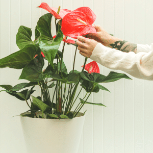 005g05 anthurium 01.png