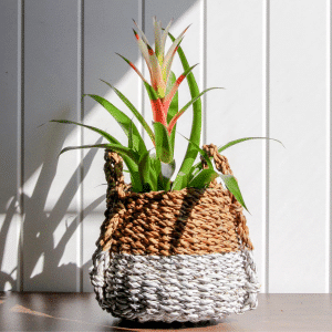 005g07 bromelia 01.png