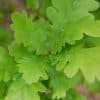 00000155d quercus robur fastigiata 01.jpg