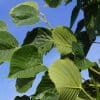00000188d tilia americana redmound 01.jpg