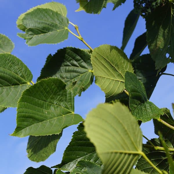 00000188d tilia americana redmound 01.jpg