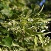 00000194d tilia cordata greenspire 01.jpg