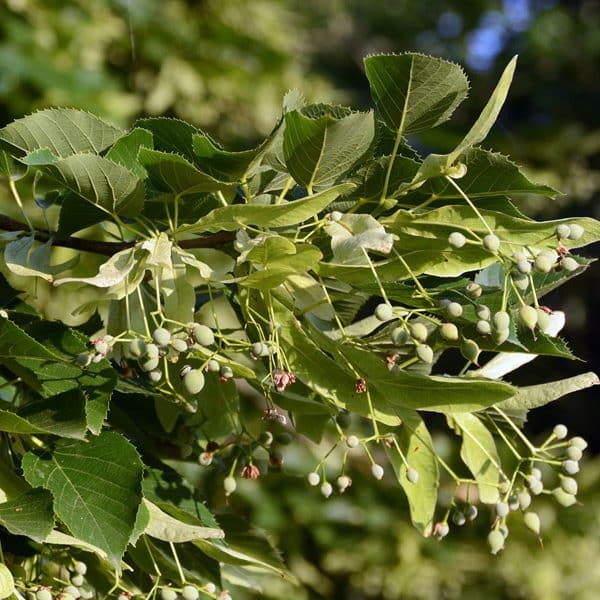 00000194d tilia cordata greenspire 01.jpg