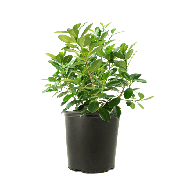 00001007 ficus green island buisson 10po 01.png
