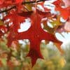 00001788d quercus palustris 01.jpg
