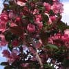 00002229 malus gladiator 01.jpg