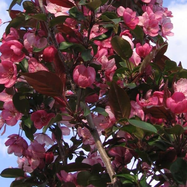 00002229 malus gladiator 01.jpg