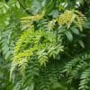 00002544 gleditsia tri 01.jpg
