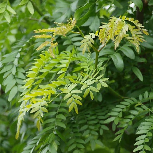 00002544 gleditsia tri 01.jpg