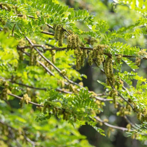 00002953 gleditsia tri 01.jpg