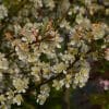 00003582d malus sargentii tina std 01.jpg