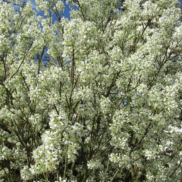 00003955 amelanchier rainbow pilar 01.jpg