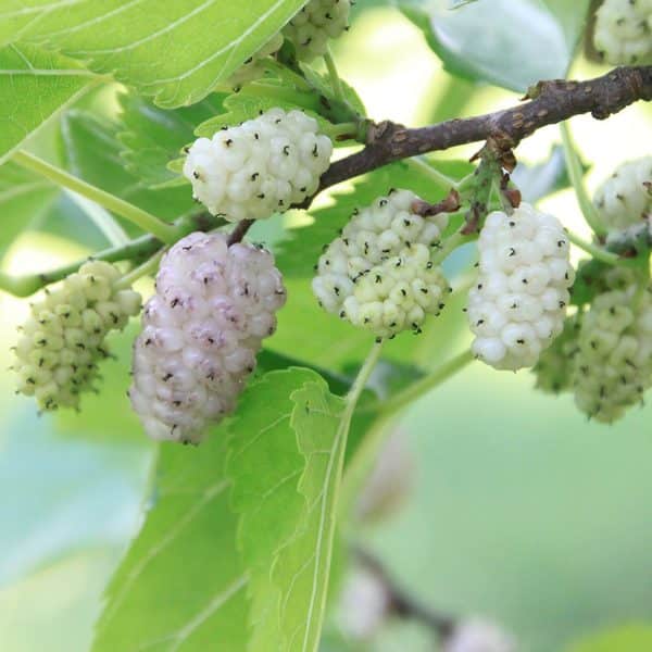 00003973d morus alba pendula fruits 01.jpg