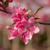 00004004 malus prairie fire 01.jpg
